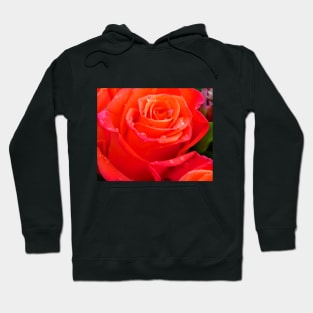 spring roses Hoodie